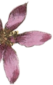 Dermalux